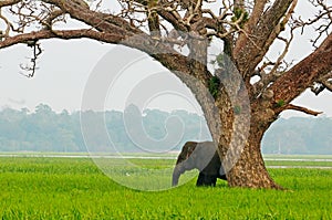 Young Elephant in Savannah