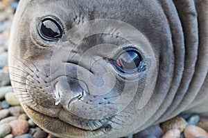 Young elephant seal
