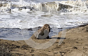 Young Elephant Seal coming out of the ocean