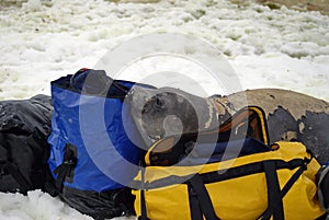 Young elephant seal in a molt on duffel bags