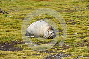 Young Elephant Seal on South Georgia Island