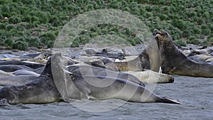 Young Elephant seals fight