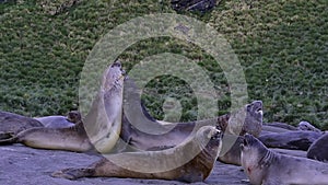 Young Elephant seals fight