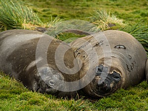 Young Elephant Seals Lounging in Lush Grass photo
