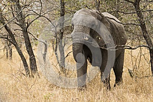 Young elephant searching