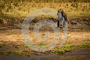 Young elephant in a swamp bath. Tarangire National Park safari, Tanzania