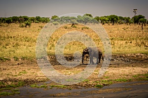 Young elephant in a swamp bath. Tarangire National Park safari, Tanzania