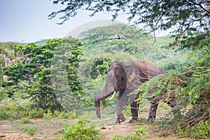 Young elephant with tusks.