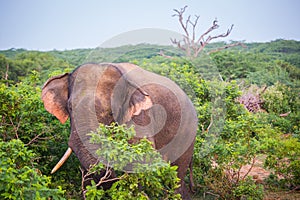 Young elephant with tusks.