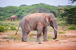 Young elephant with tusks.