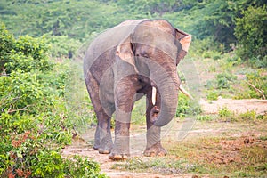 Young elephant with tusks.