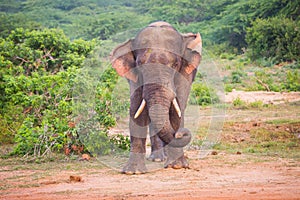 Young elephant with tusks.