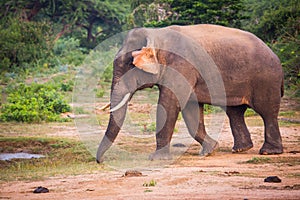 Young elephant with tusks.