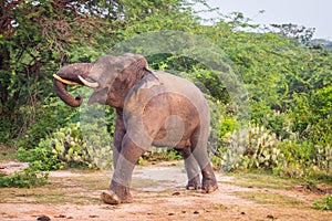 Young elephant with tusks.