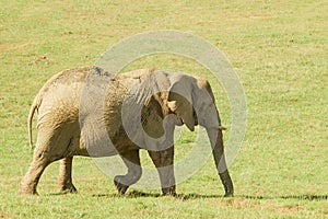 A young elephant with tusks in the meadow