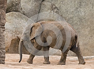 Young Elephant Walking