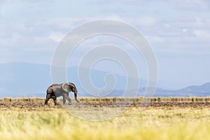 Young Elephant Walking Alone in Amboseli Kenya