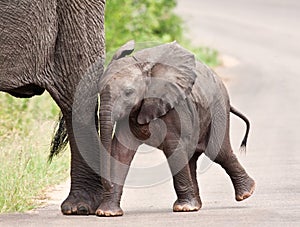 Young elephant walking with his mother