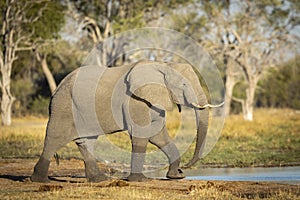 Young elephant walking near water in Khwai in Botswana