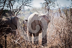 Young elephant walking through thorny bush