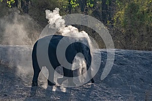 A young elephant who sprinkles himself with dust