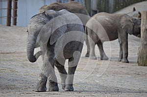 Young elephant