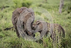 Young Elephants cuddling, Serengeti