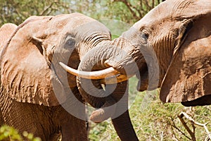 Young elephants fight