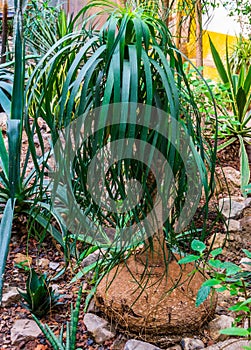 Young elephants foot plant in a tropical garden, popular garden and houseplant, ornamental trees