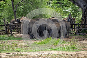 Young elephants leaving after, feeding time at at the Udewalawe, Elephant transit home