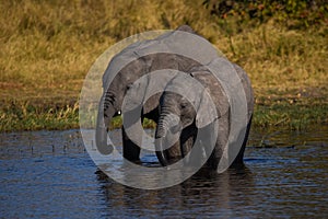 Young elephants at Okavango Delta