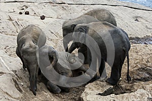 Young elephants from the Pinnawala Elephant Orphanage (Pinnawela) relax on the bank of the Maha Oya River.