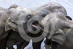 Young elephants from the Pinnawala Elephant Orphanage (Pinnawela) relax on the bank of the Maha Oya River.