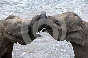 Young elephants from the Pinnawala Elephant Orphanage (Pinnawela) play in the Maha Oya River. photo