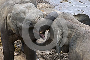 Young elephants from the Pinnawala Elephant Orphanage (Pinnawela) relax on the bank of the Maha Oya River.