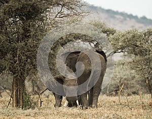 Young elephants playing, Serengeti, Tanzania