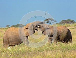 Young elephants playing together in the Amboseli National Park