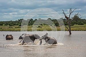 Young elephants playing in water, Kruger National Park, South Africa