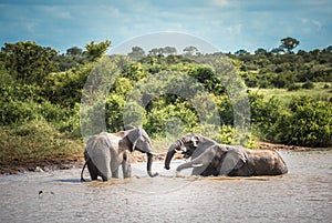 Young elephants playing in water, Kruger National Park, South Africa