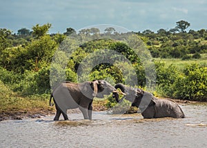 Young elephants playing in water, Kruger National Park, South Africa