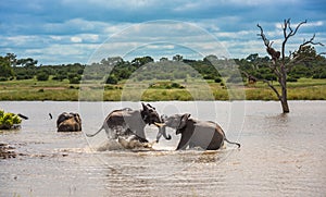 Young elephants playing in water, Kruger National Park, South Africa