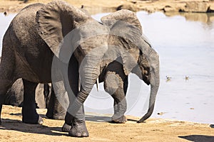 Young elephants at the water hole