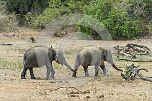 Young elephants in Yala National Park, Sri Lanka