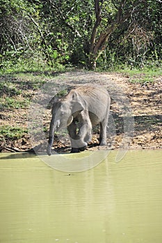 Young Elephas maximus in drinking