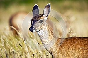 Young Elk