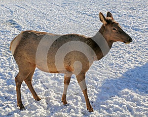 Young elk approaching wagon