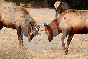 Young Elk Bulls Sparring