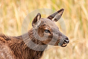 Young Elk Caught With a Piece of Grass