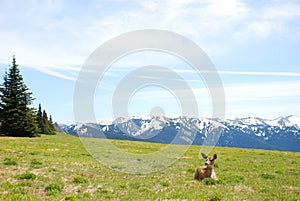 Young Elk Doe on Hurricane Ridge