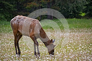 A Young Elk in a Field of dandelions